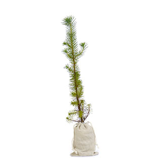 arbre de noel - pin parasol en motte -pochon